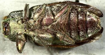 Media type: image;   Entomology 35038 Aspect: habitus ventral view